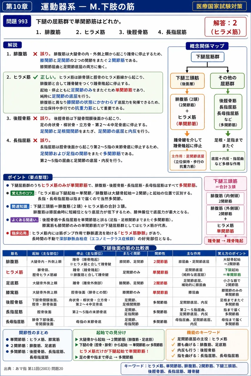 あマ指 第11回(2003) 問題20｜下腿の屈筋群で単関節筋はどれか。 解説図