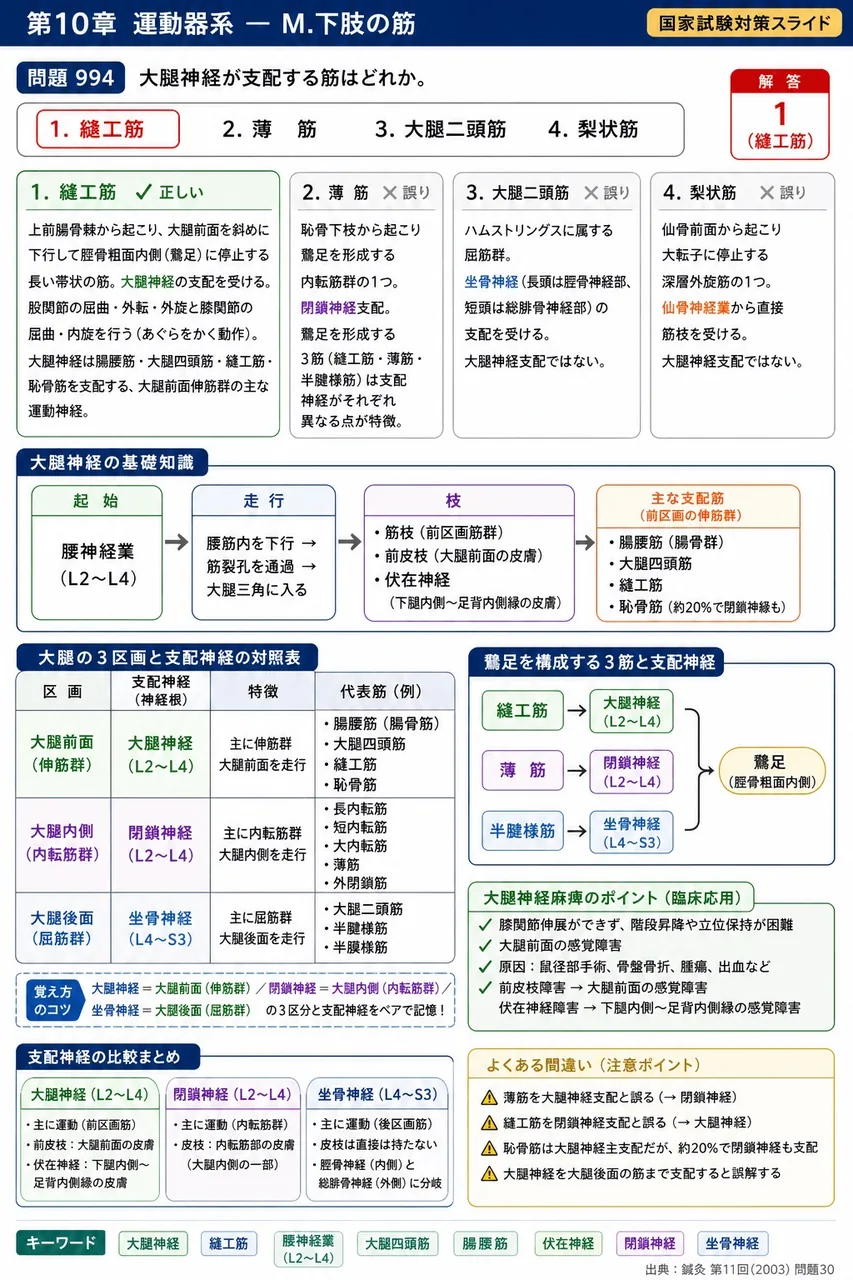 鍼灸 第11回(2003) 問題30｜大腿神経が支配する筋はどれか。 解説図