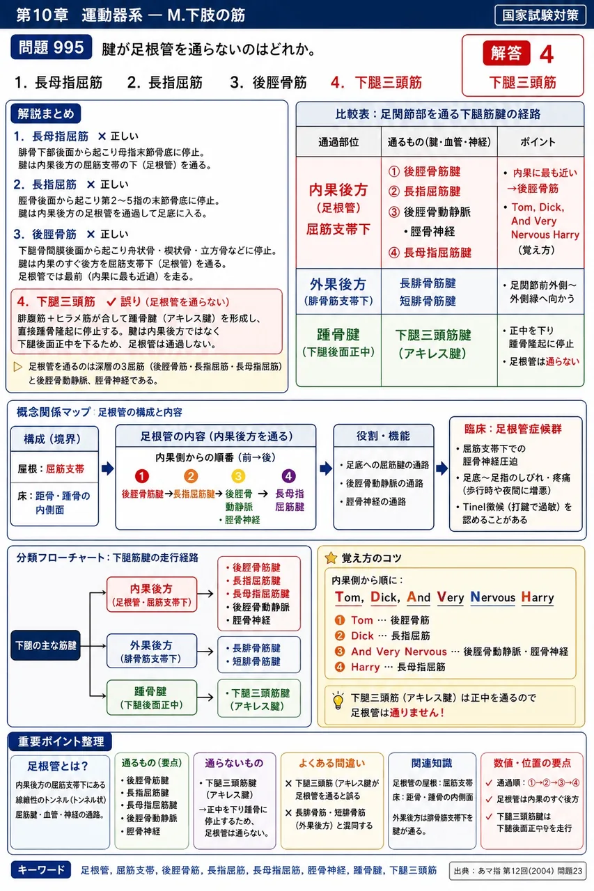 あマ指 第12回(2004) 問題23｜腱が足根管を通らないのはどれか。 解説図