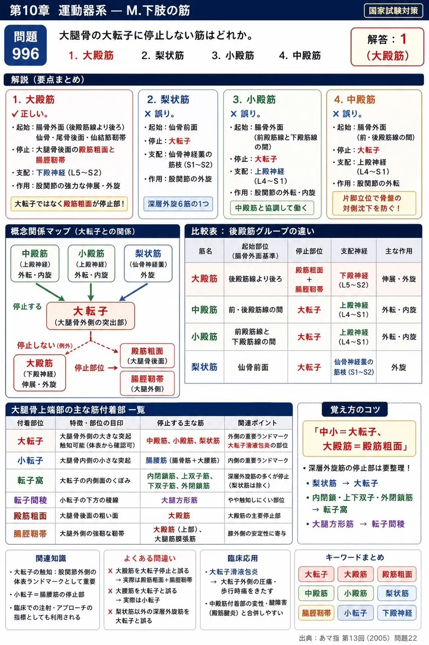 あマ指 第13回(2005) 問題22|大腿骨の大転子に停止しない筋はどれか。 解説図