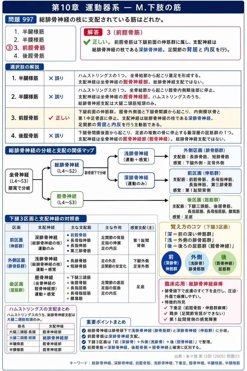 あマ指 第13回(2005) 問題23|総腓骨神経の枝に支配されている筋はどれか。 解説図