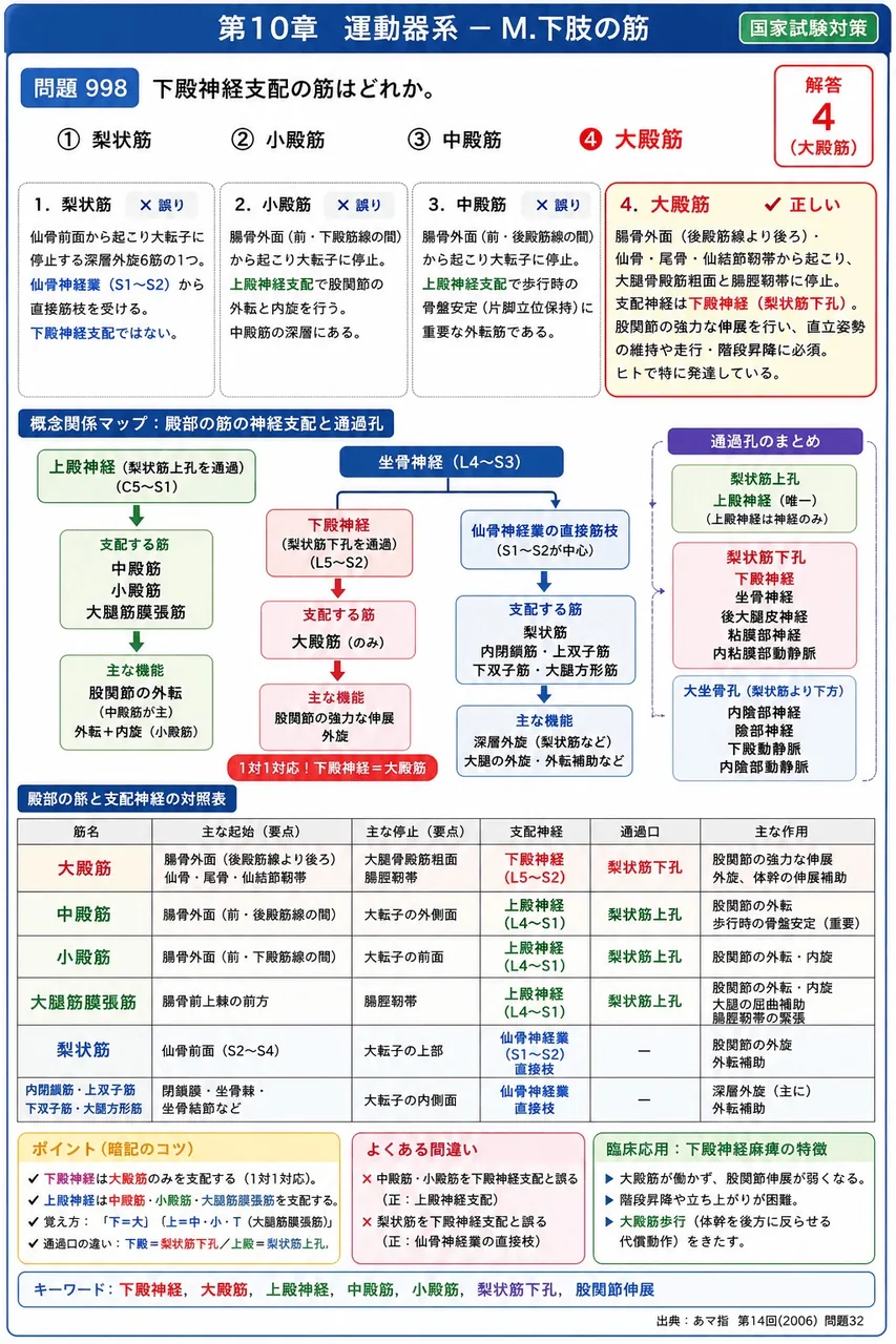 あマ指 第14回(2006) 問題32｜下殿神経支配の筋はどれか。 解説図
