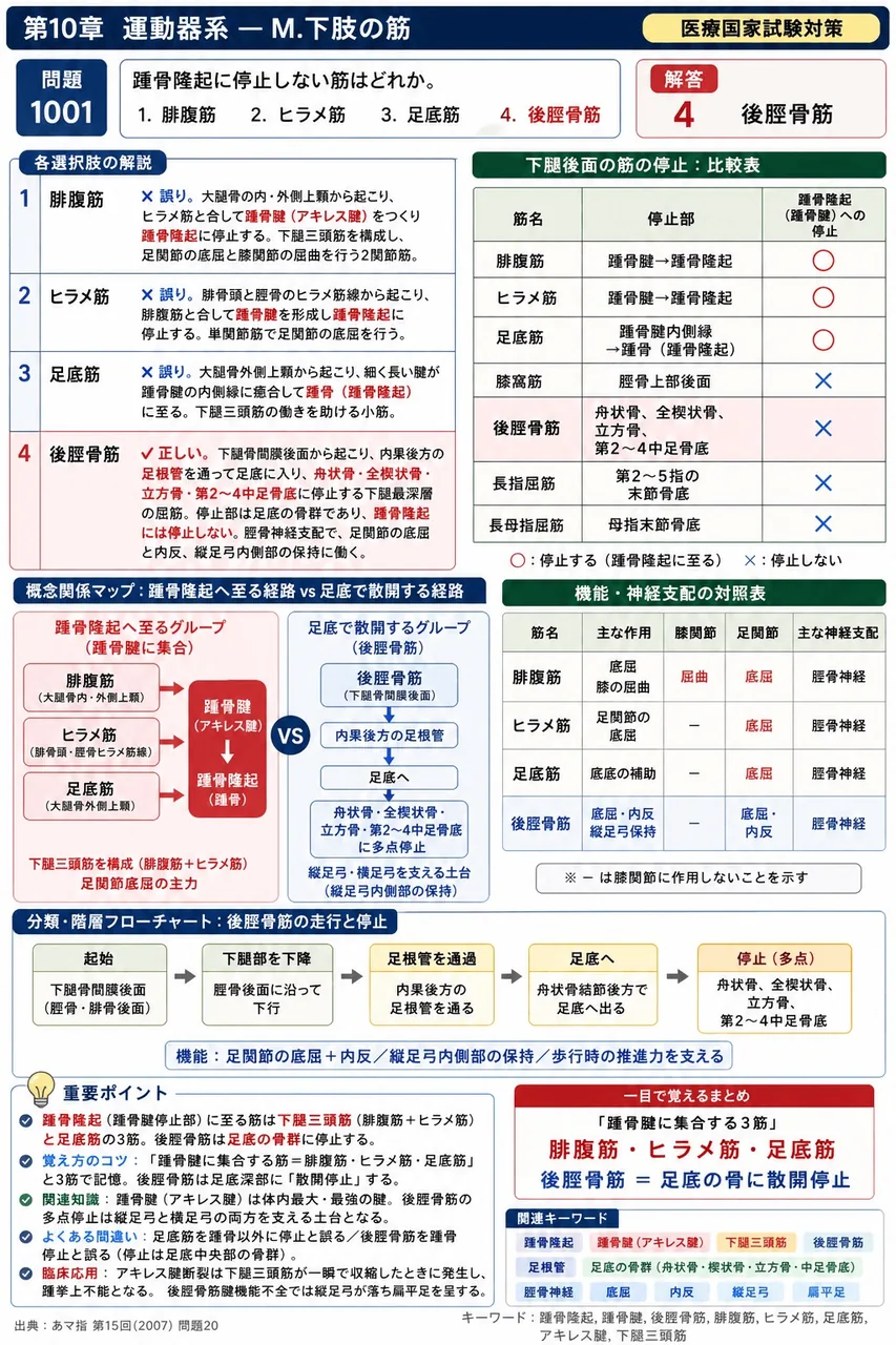あマ指 第15回(2007) 問題20|踵骨隆起に停止しない筋はどれか。 解説図