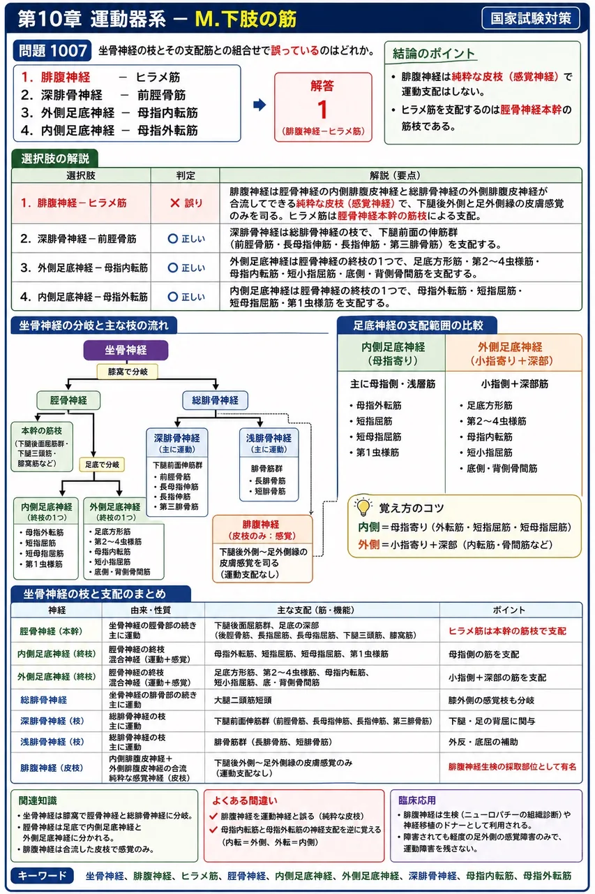 鍼灸 第17回(2009) 問題26｜坐骨神経の枝とその支配筋との組合せで誤っているのはどれか。 解説図