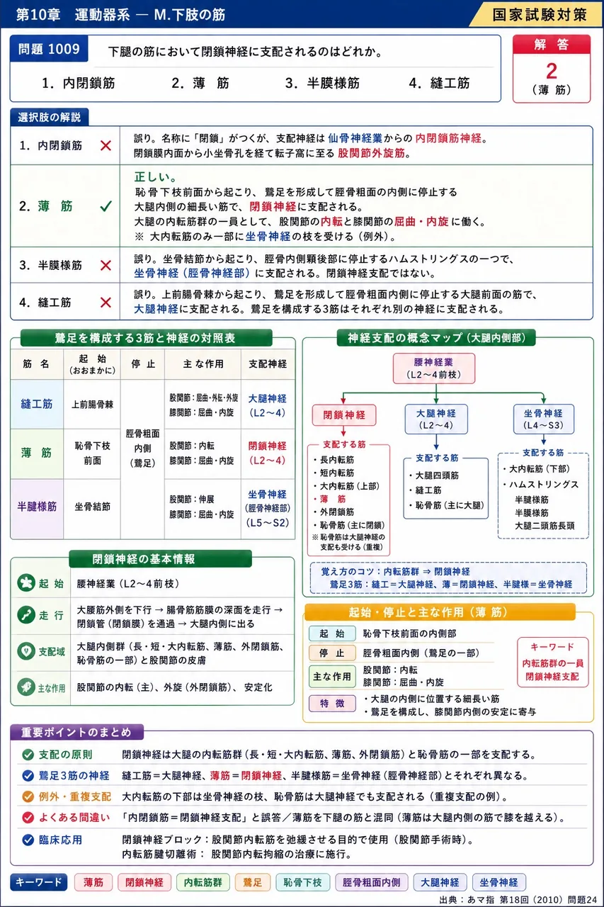 あマ指 第18回(2010) 問題24｜下腿の筋において閉鎖神経に支配されるのはどれか。 解説図