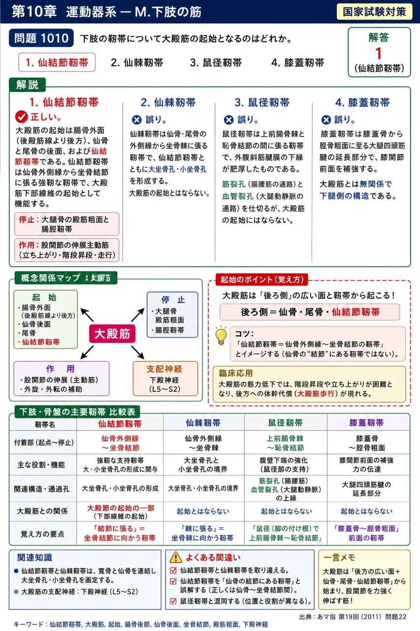 あマ指 第19回(2011) 問題22|下肢の靱帯について大殿筋の起始となるのはどれか。 解説図