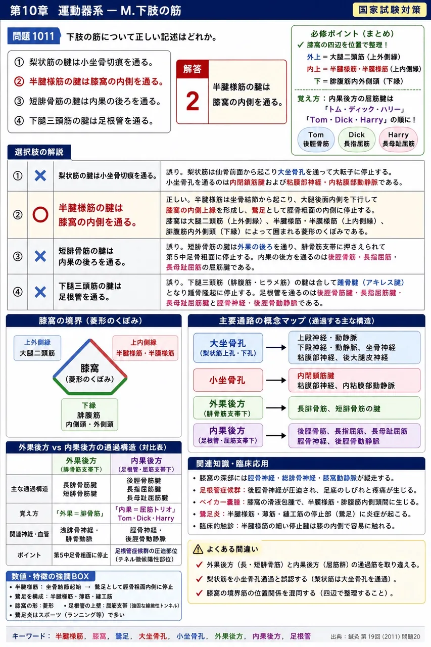 鍼灸 第19回(2011) 問題20|下肢の筋について正しい記述はどれか。 解説図