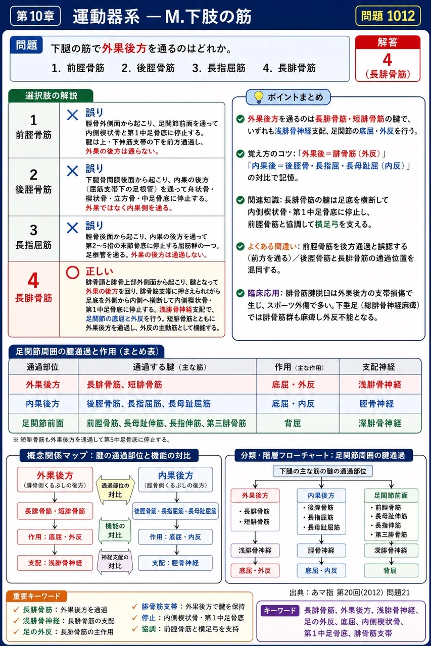 あマ指 第20回(2012) 問題21|下腿の筋で外果後方を通るのはどれか。 解説図