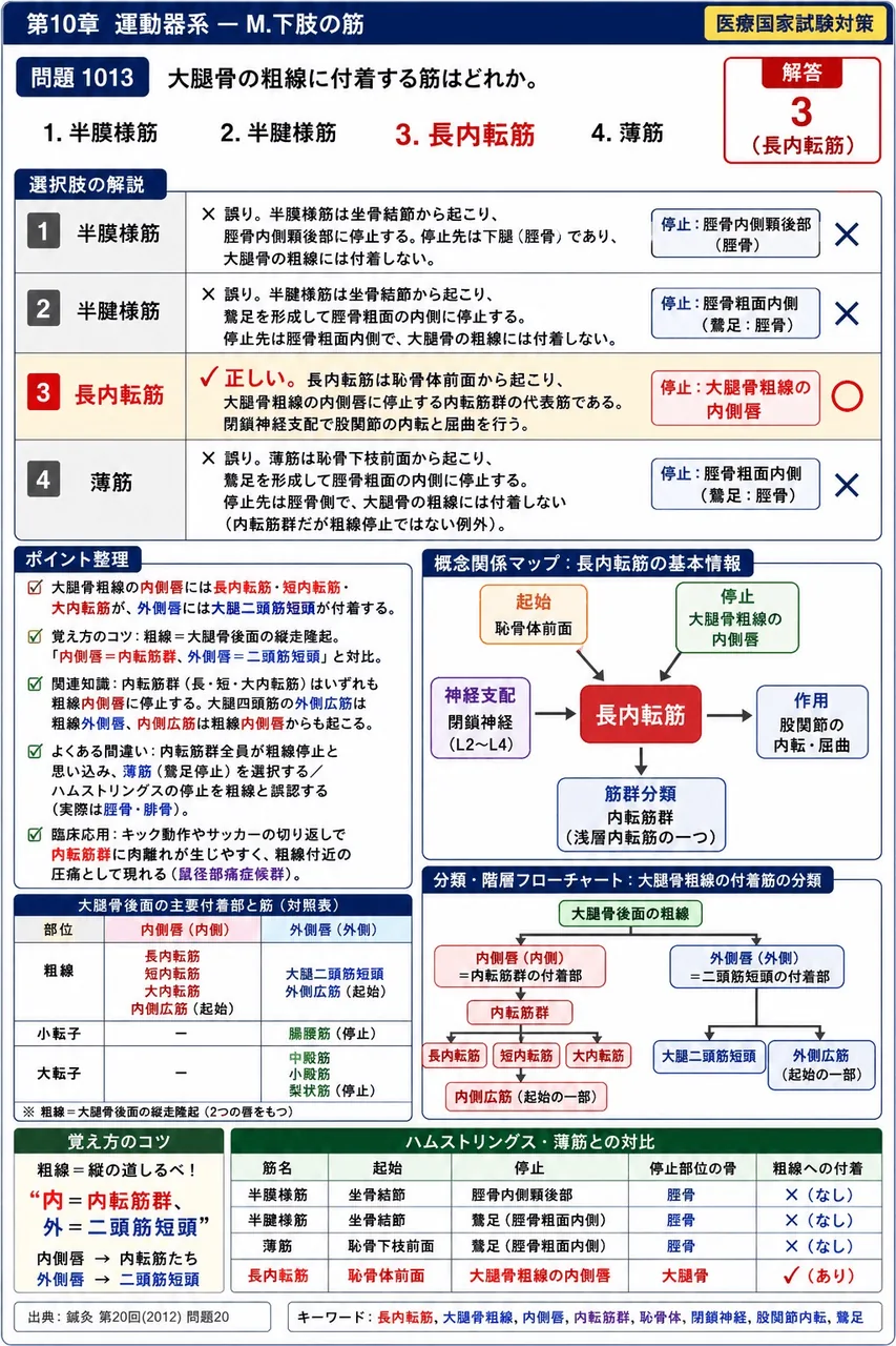 鍼灸 第20回(2012) 問題20｜大腿骨の粗線に付着する筋はどれか。 解説図