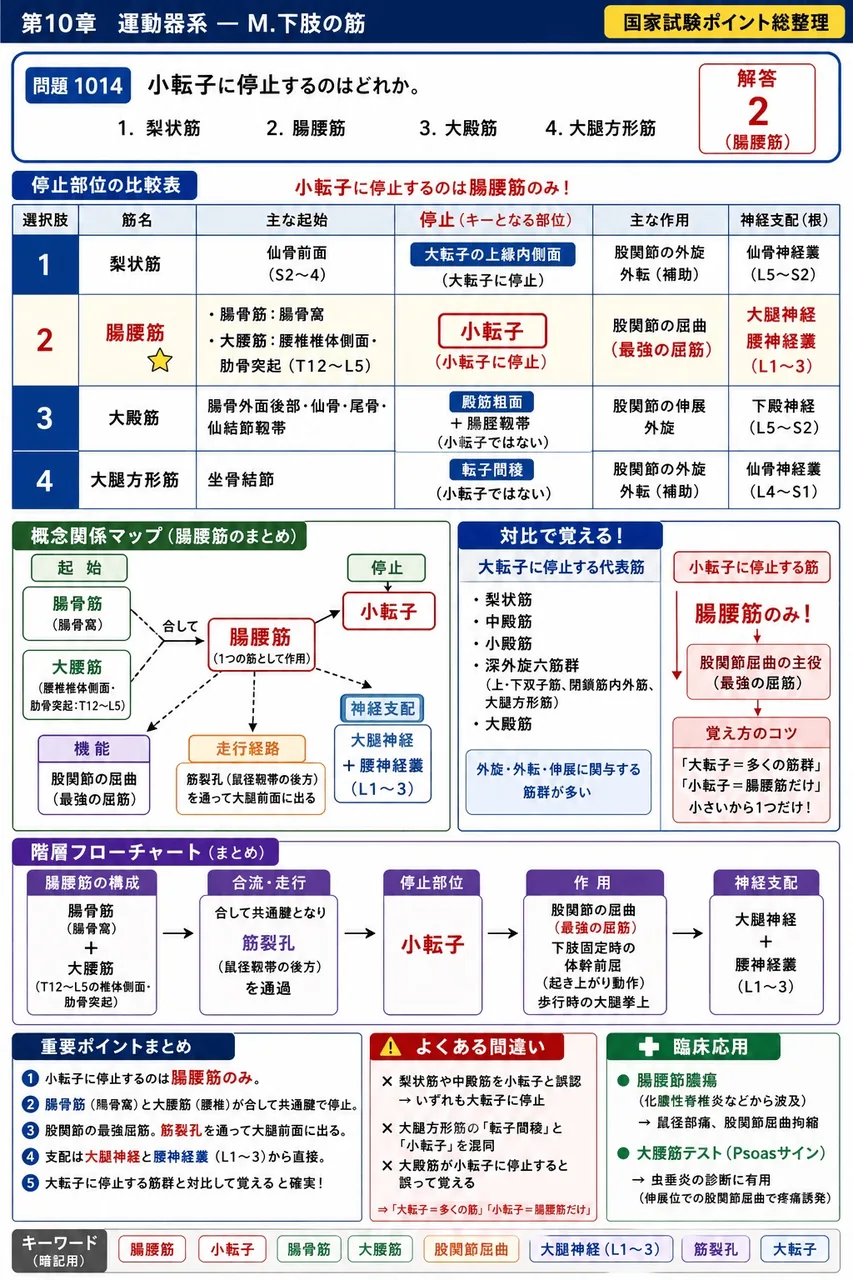 あマ指 第21回(2013) 問題20｜小転子に停止するのはどれか。 解説図