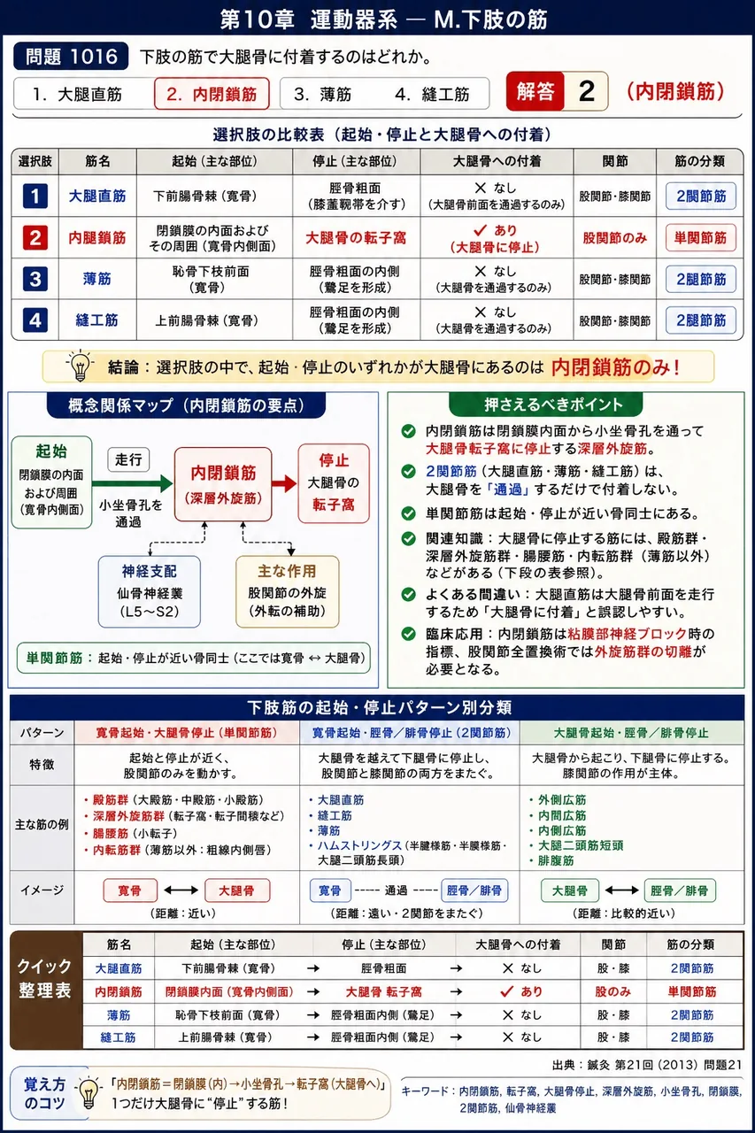 鍼灸 第21回(2013) 問題21｜下肢の筋で大腿骨に付着するのはどれか。 解説図