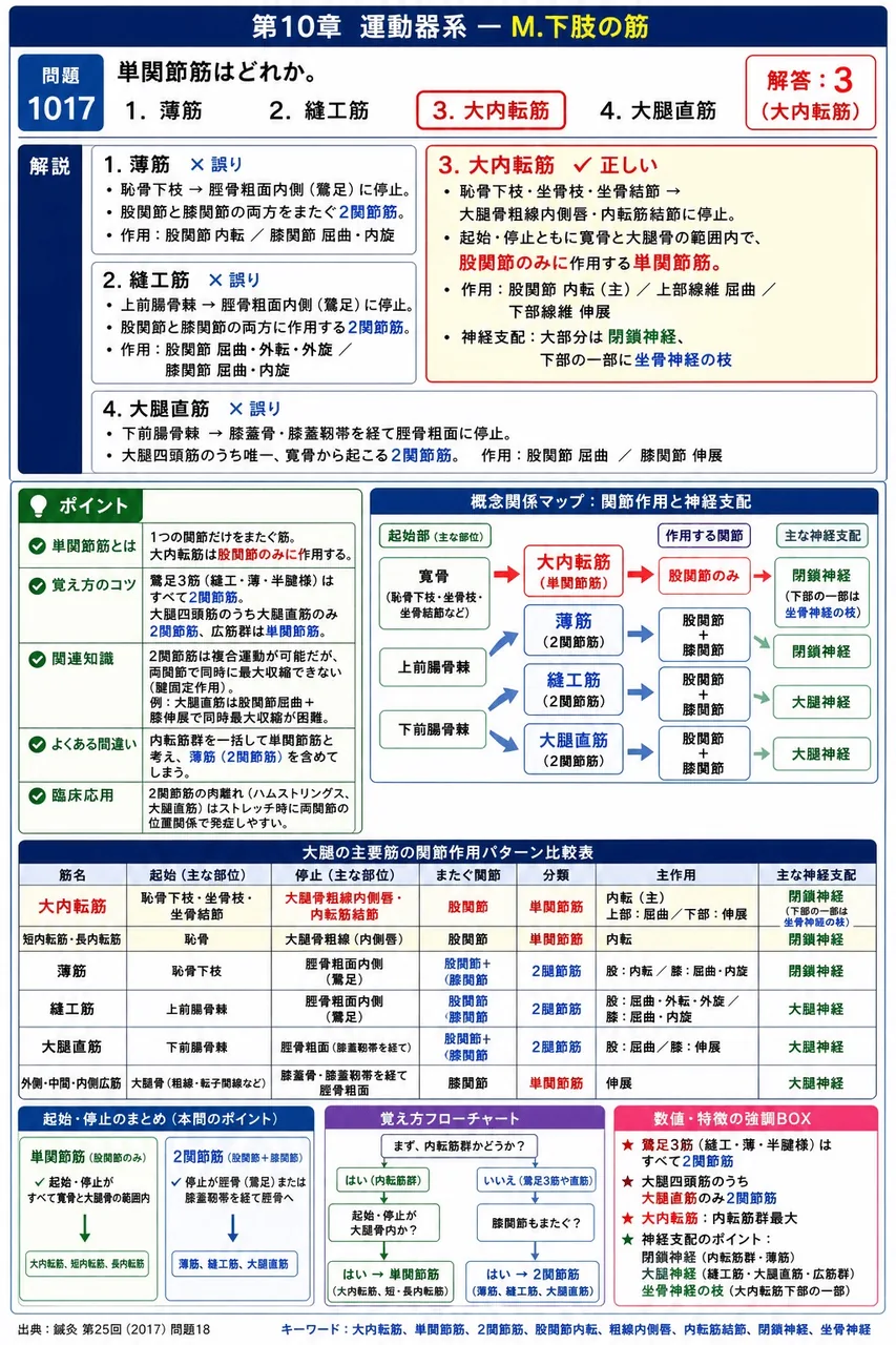 鍼灸 第25回(2017) 問題18|単関節筋はどれか。 解説図
