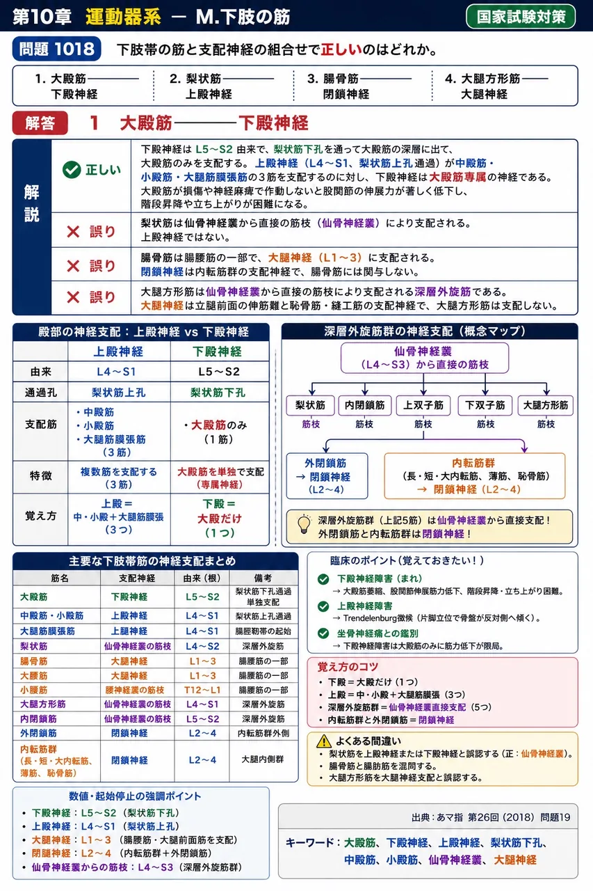 あマ指 第26回(2018) 問題19｜下肢帯の筋と支配神経の組合せで正しいのはどれか。 解説図