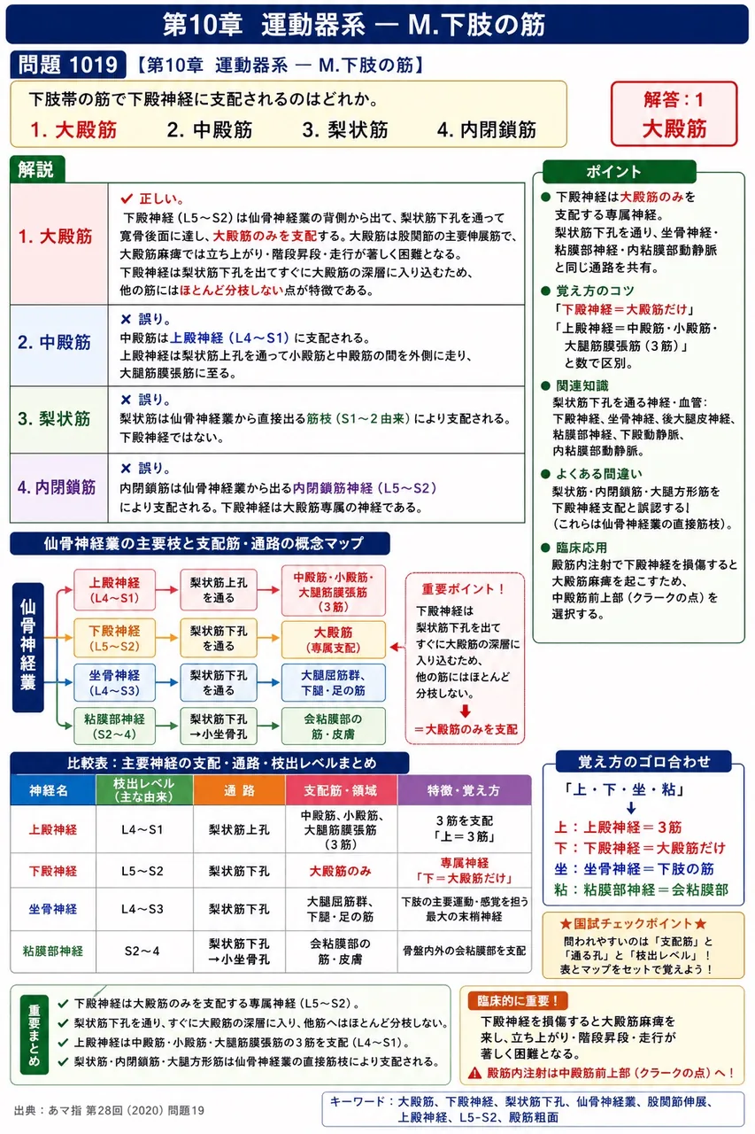 あマ指 第28回(2020) 問題19｜下肢帯の筋で下殿神経に支配されるのはどれか。 解説図