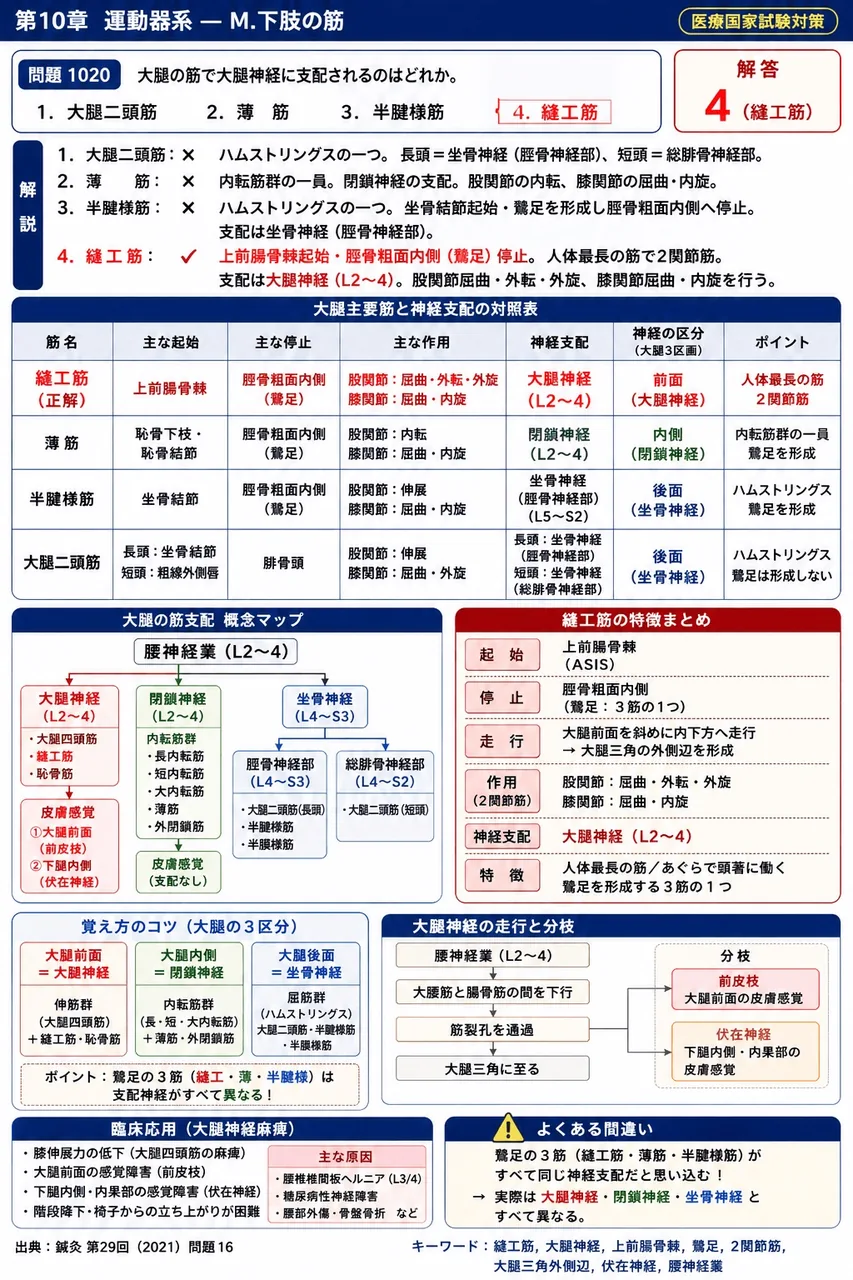 鍼灸 第29回(2021) 問題16｜大腿の筋で大腿神経に支配されるのはどれか。 解説図