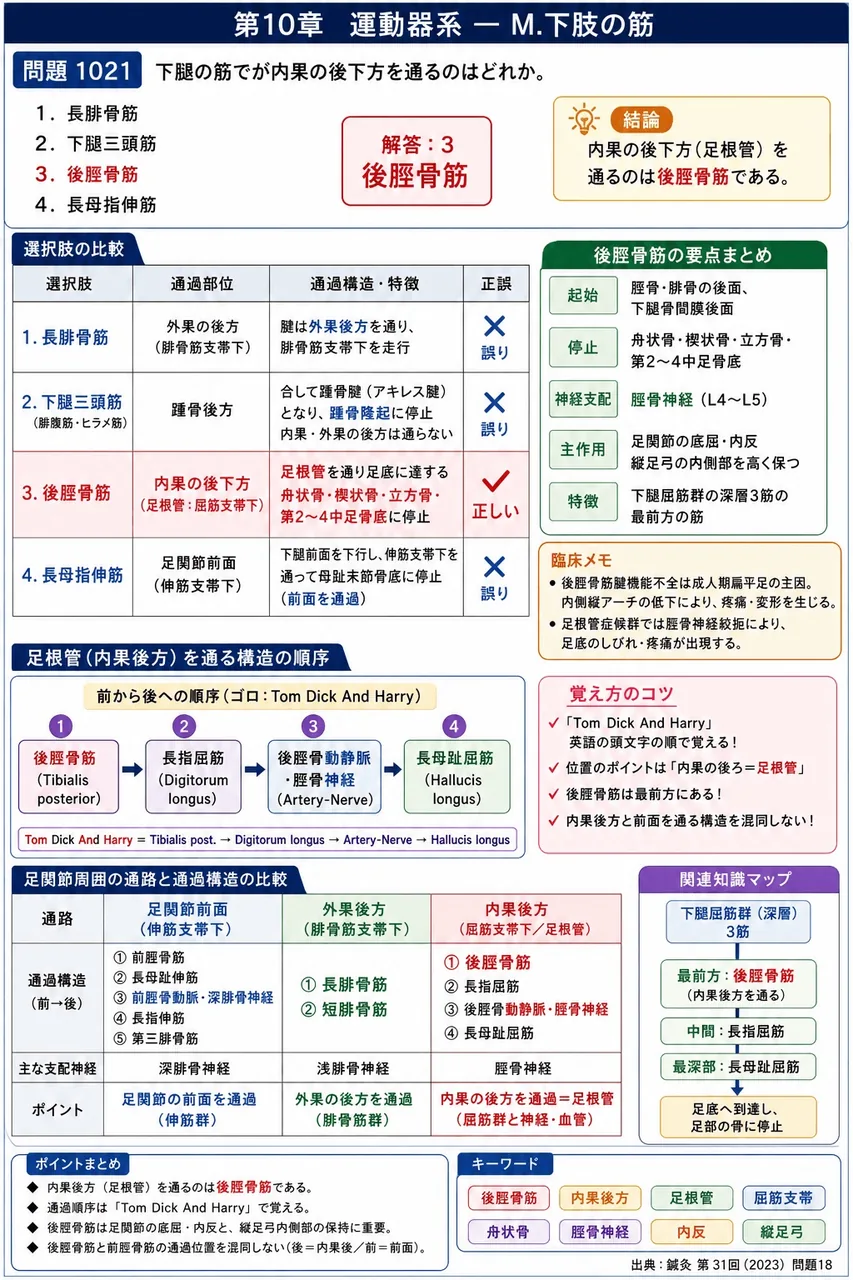 鍼灸 第31回(2023) 問題18｜下腿の筋でが内果の後下方を通るのはどれか。 解説図
