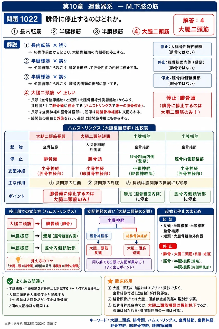 あマ指 第32回(2024) 問題17｜腓骨に停止するのはどれか。 解説図