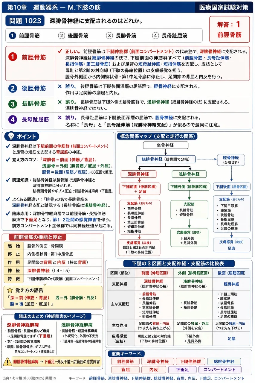 あマ指 第33回(2025) 問題19|深腓骨神経に支配されるのはどれか。 解説図