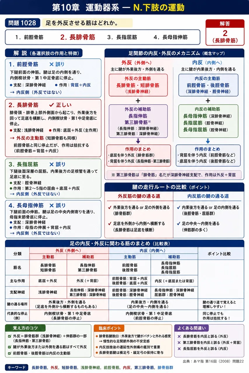 あマ指 第16回(2008) 問題22|足を外反させる筋はどれか。 解説図