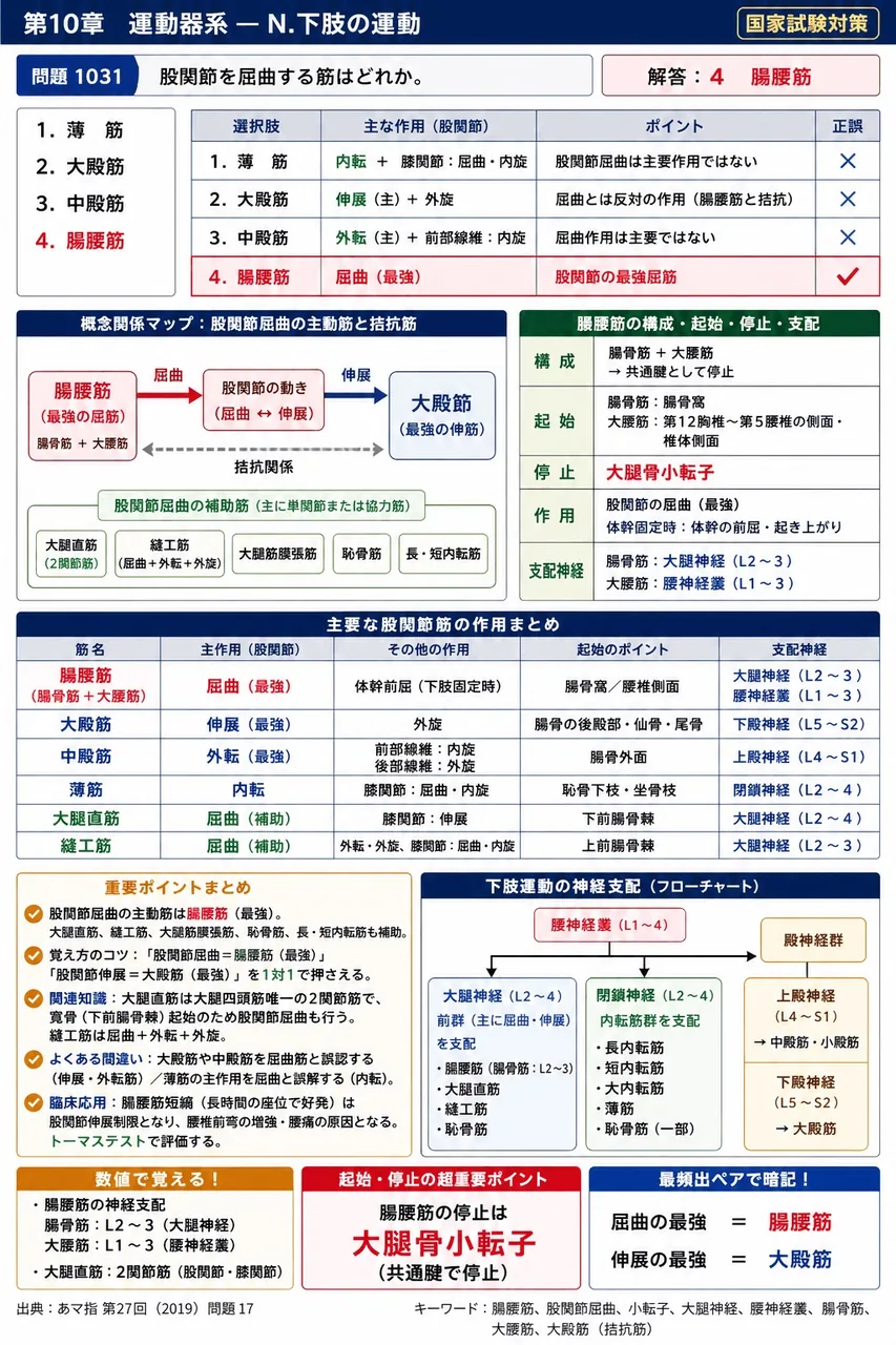 あマ指 第27回(2019) 問題17｜股関節を屈曲する筋はどれか。 解説図