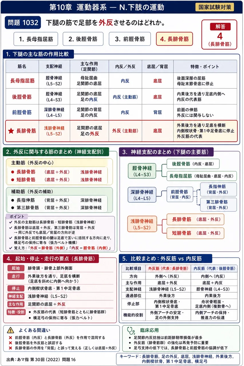 あマ指 第30回(2022) 問題16｜下腿の筋で足部を外反させるのはどれか。 解説図