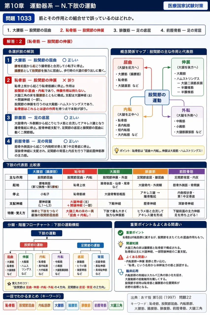 あマ指 第5回(1997) 問題22|筋とその作用との組合せで誤っているのはどれか。 解説図