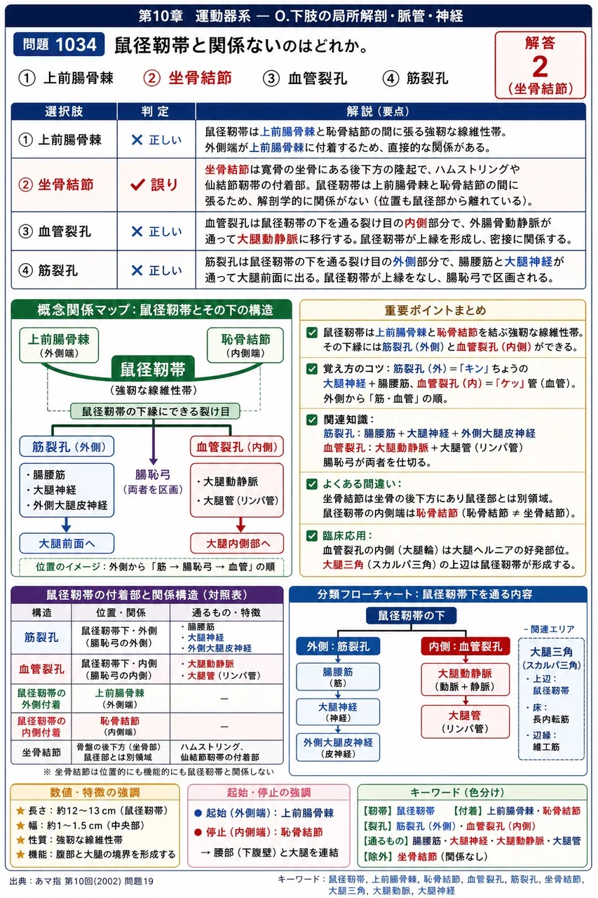 あマ指 第10回(2002) 問題19｜鼠径靭帯と関係ないのはどれか。 解説図