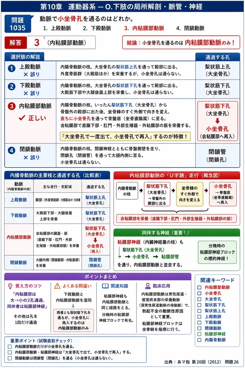 あマ指 第20回(2012) 問題26｜動脈で小坐骨孔を通るのはどれか。 解説図