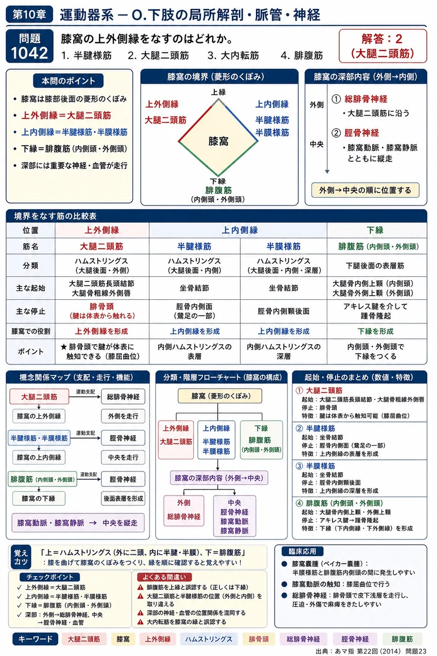 あマ指 第22回(2014) 問題23｜膝窩の上外側縁をなすのはどれか。 解説図