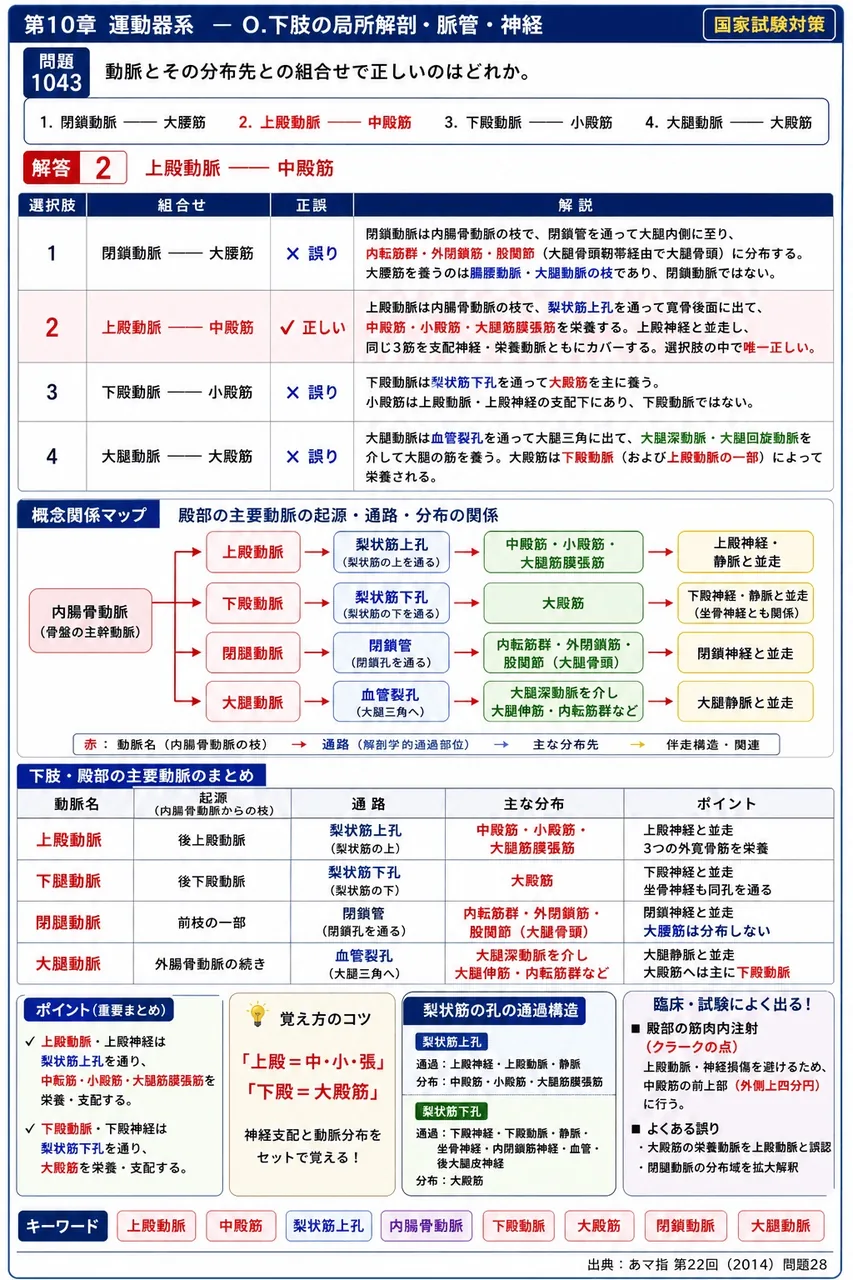 あマ指 第22回(2014) 問題28｜動脈とその分布先との組合せで正しいのはどれか。 解説図