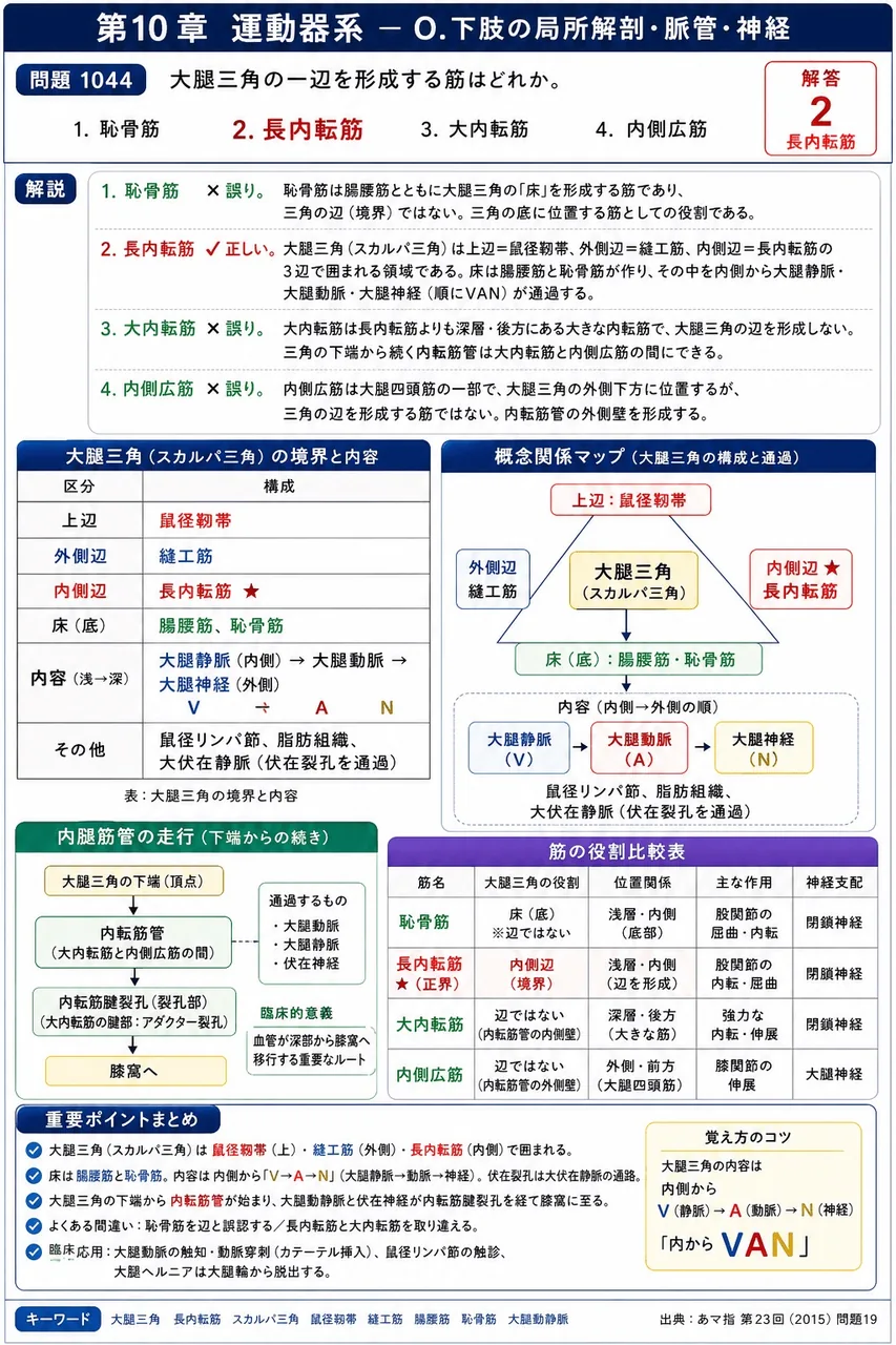 あマ指 第23回(2015) 問題19｜大腿三角の一辺を形成する筋はどれか。 解説図