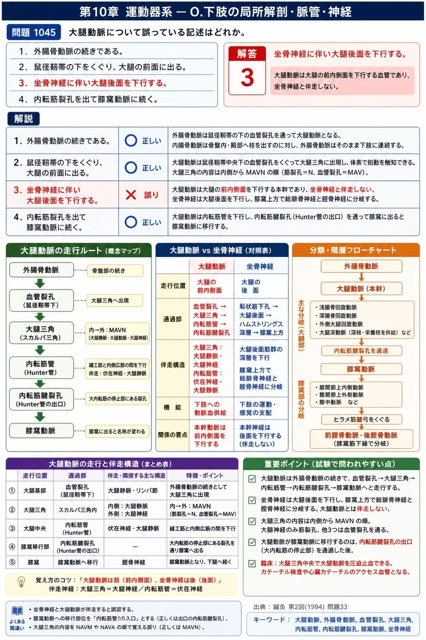 鍼灸 第2回(1994) 問題33｜大腿動脈について誤っている記述はどれか。 解説図