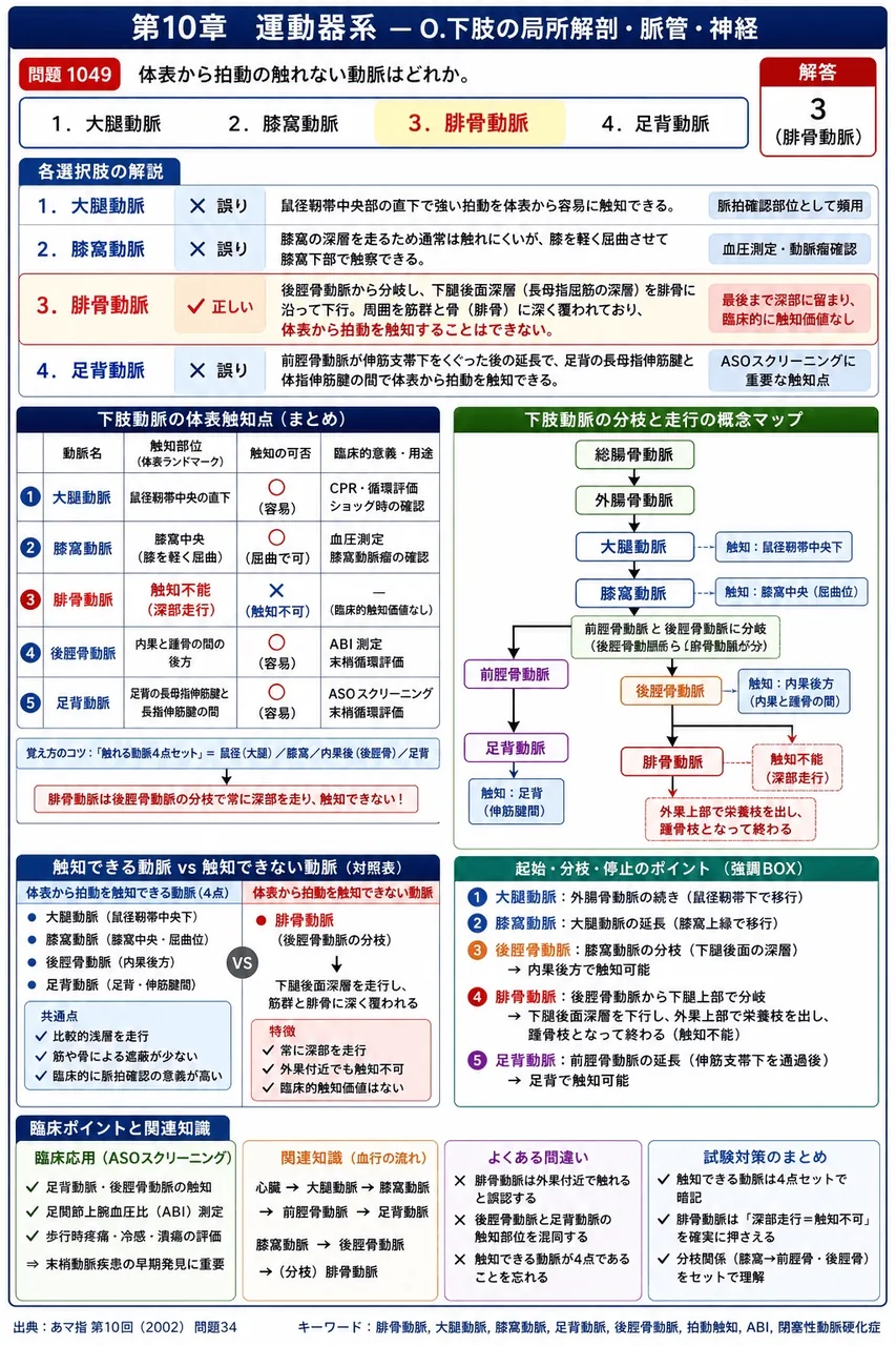 あマ指 第10回(2002) 問題34｜体表から拍動の触れない動脈はどれか。 解説図