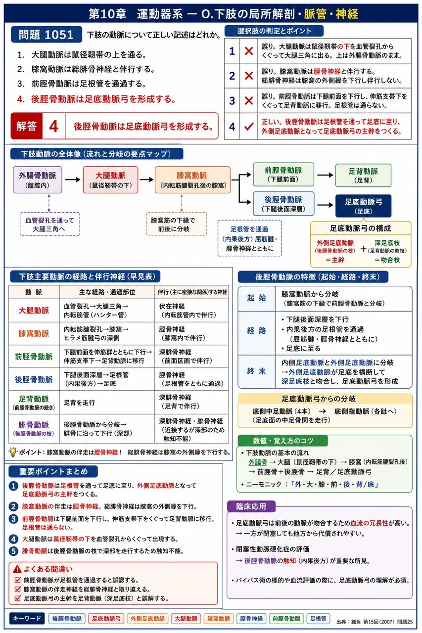 鍼灸 第15回(2007) 問題25｜下肢の動脈について正しい記述はどれか。 解説図