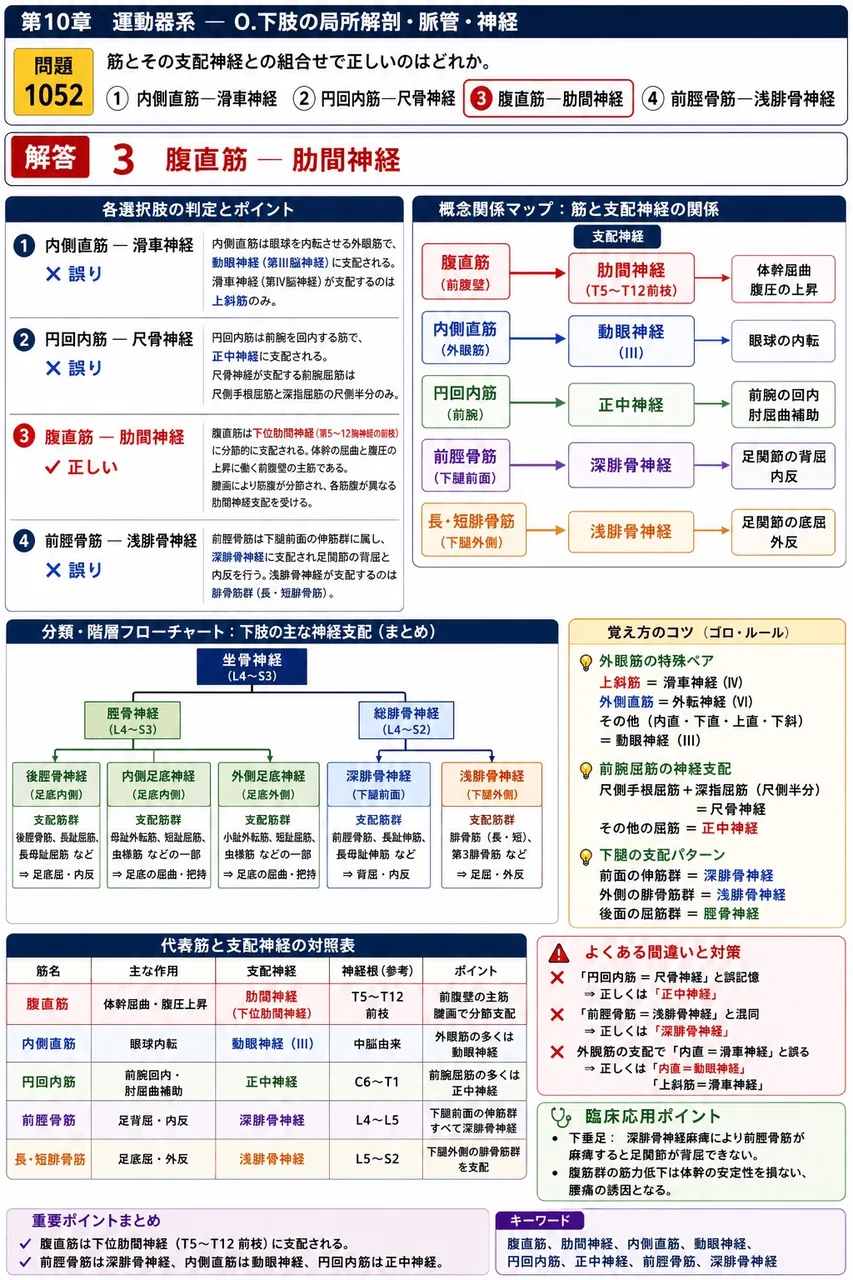 あマ指 第18回(2010) 問題21|筋とその支配神経との組合せで正しいのはどれか。 解説図