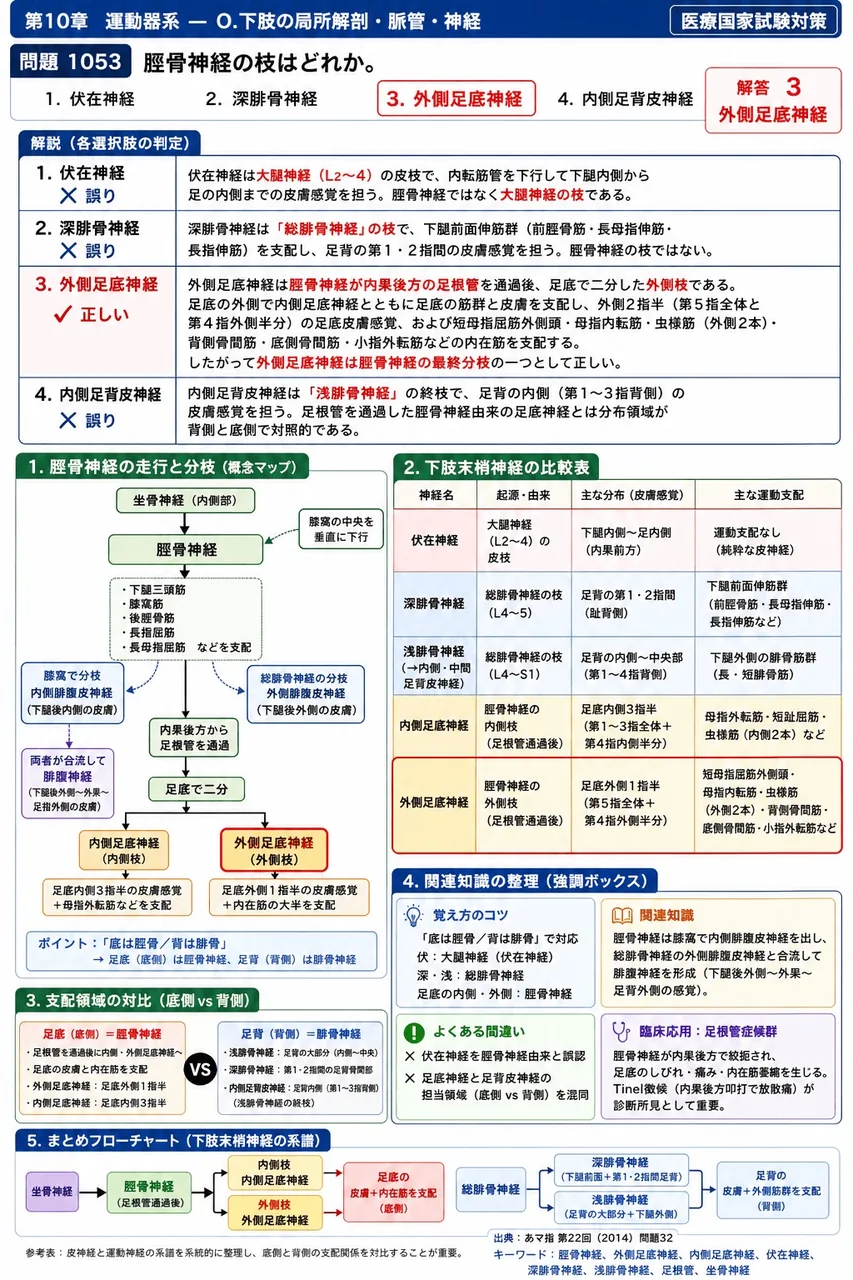 あマ指 第22回(2014) 問題32|脛骨神経の枝はどれか。 解説図