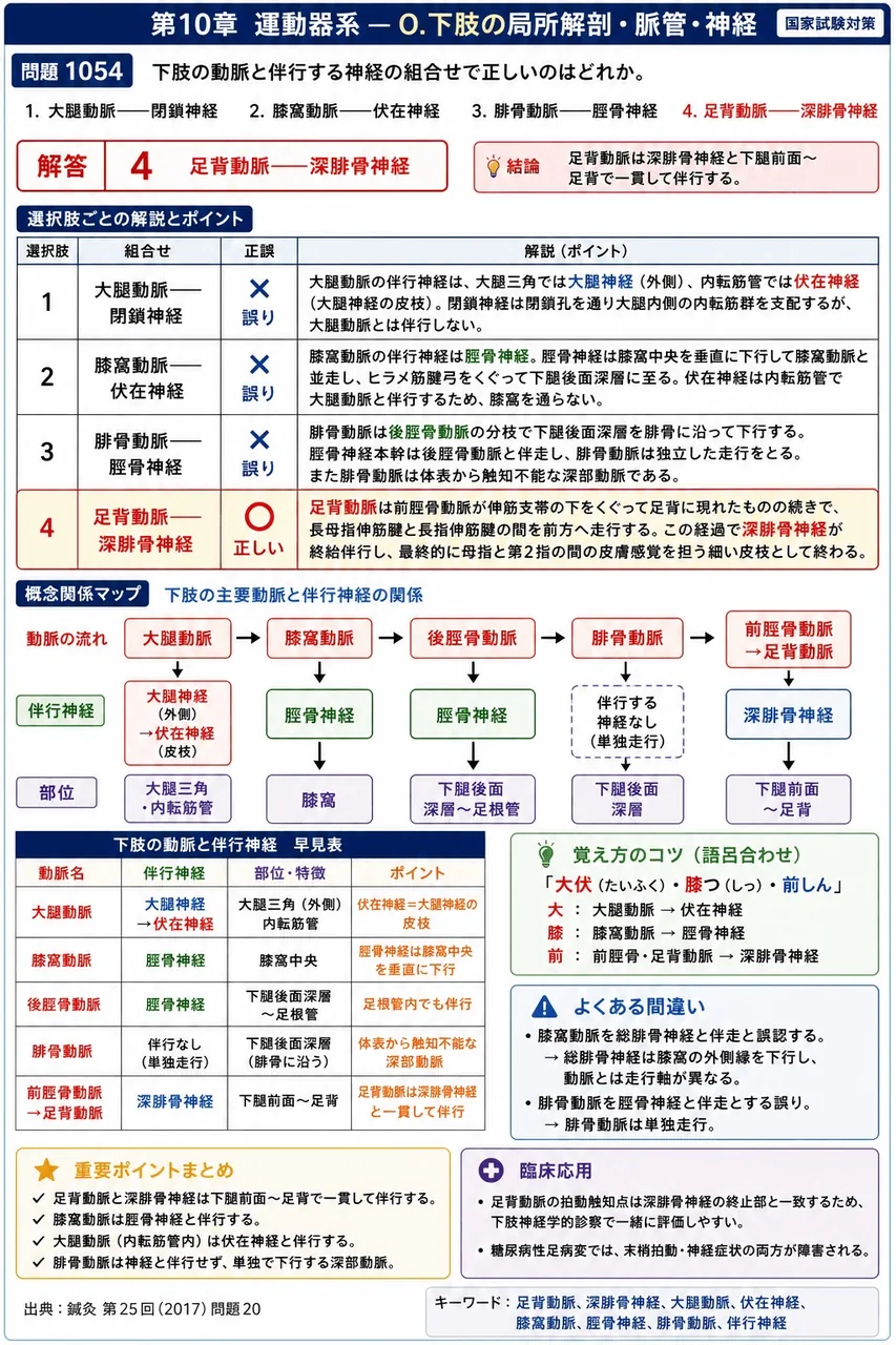 鍼灸 第25回(2017) 問題20｜下肢の動脈と伴行する神経の組合せで正しいのはどれか。 解説図