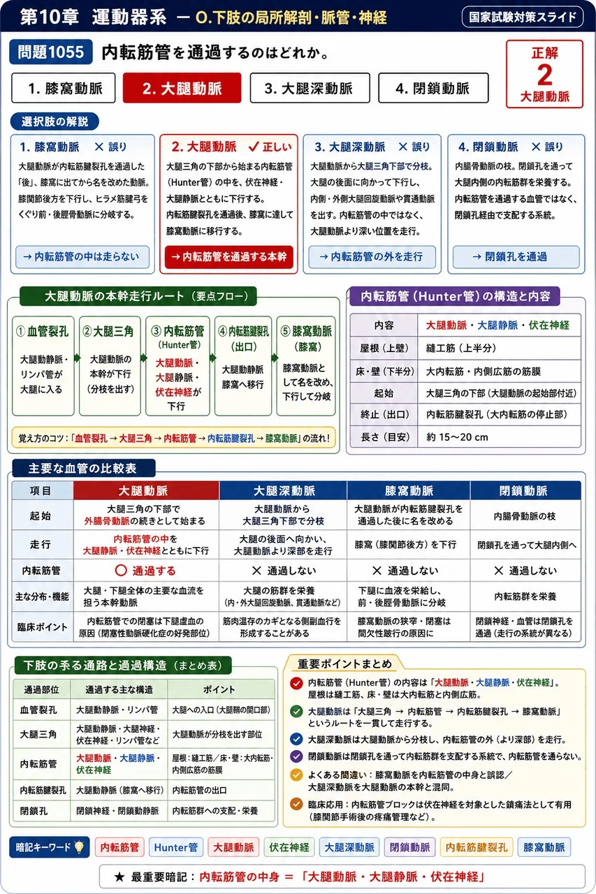 鍼灸 第34回(2026) 問題17｜内転筋管を通過するのはどれか。 解説図