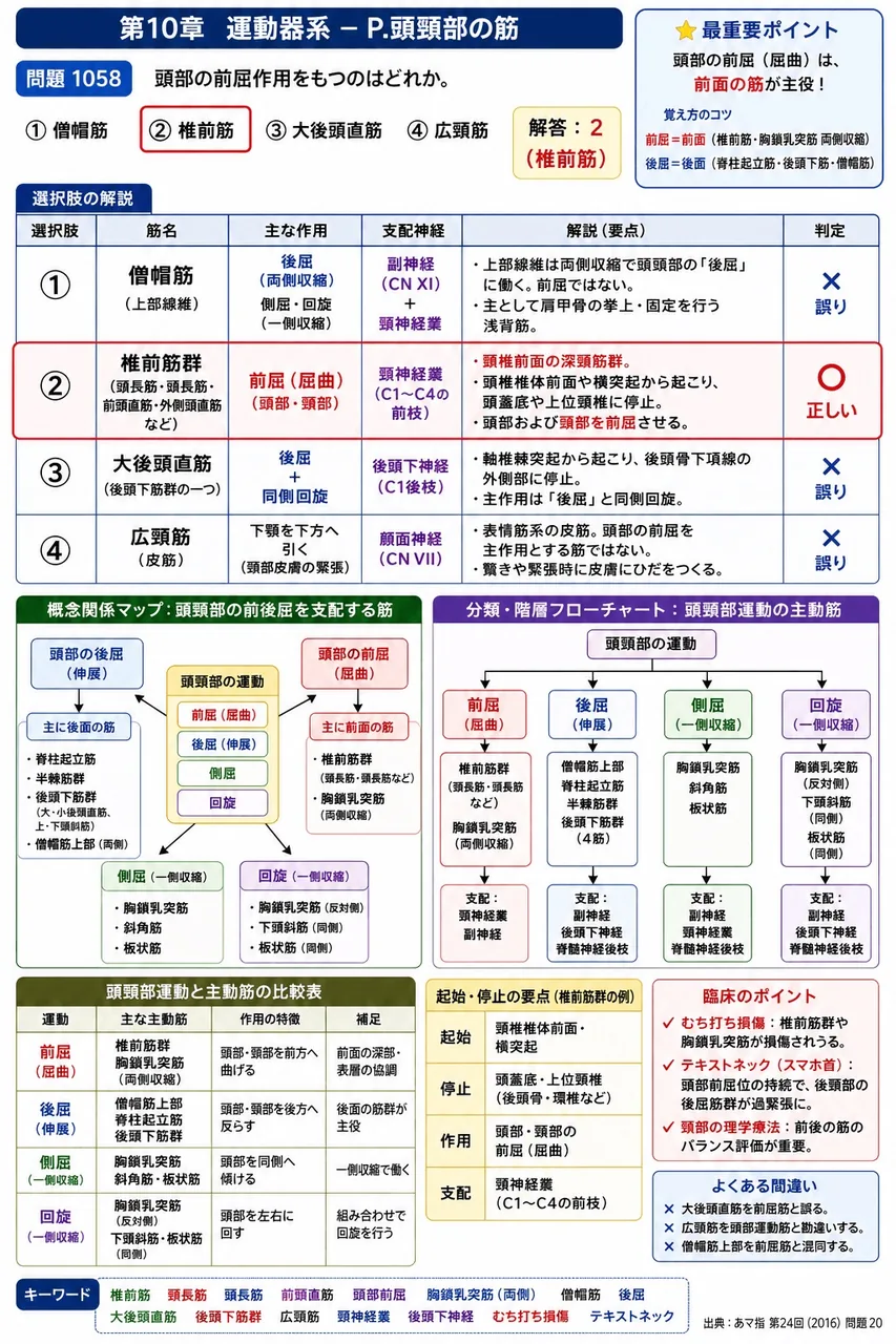 あマ指 第24回(2016) 問題20|頭部の前屈作用をもつのはどれか。 解説図
