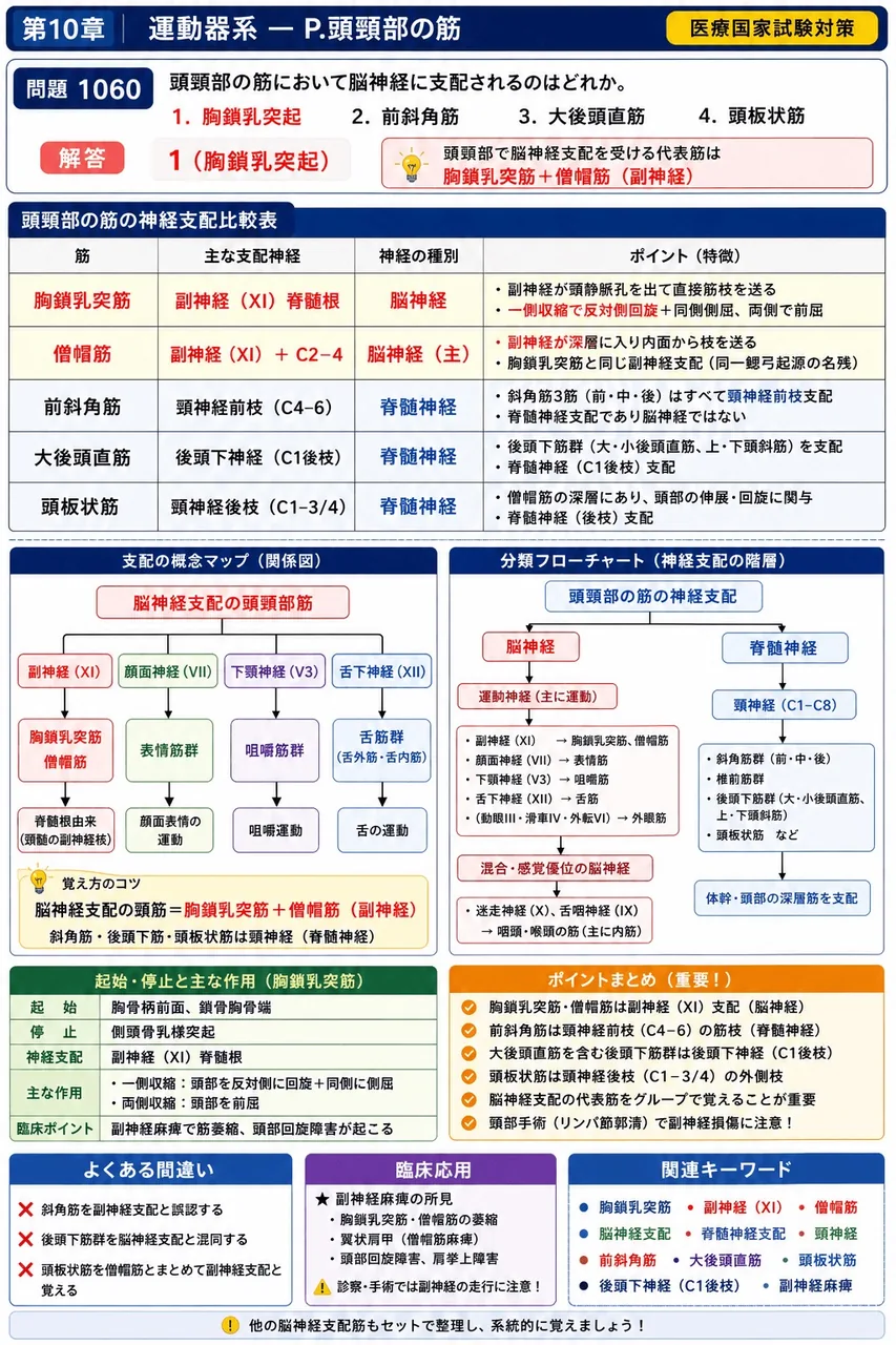 あマ指 第18回(2010) 問題20|頭頸部の筋において脳神経に支配されるのはどれか。 解説図