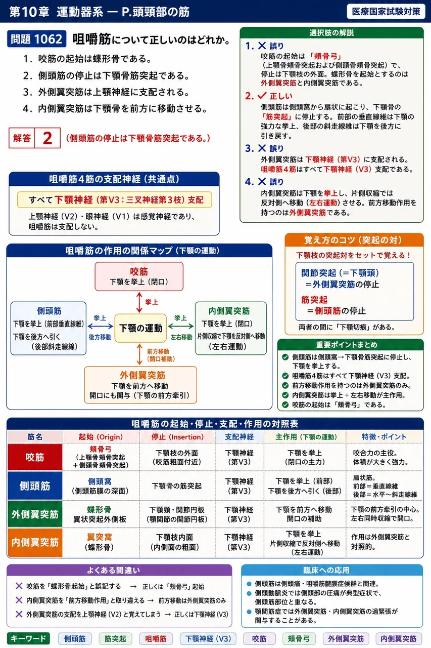 鍼灸 第27回(2019) 問題19|咀嚼筋について正しいのはどれか。 解説図