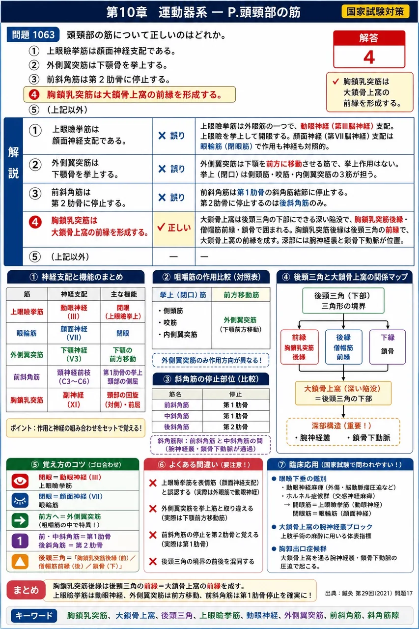 鍼灸 第29回(2021) 問題17|頭頸部の筋について正しいのはどれか。 解説図
