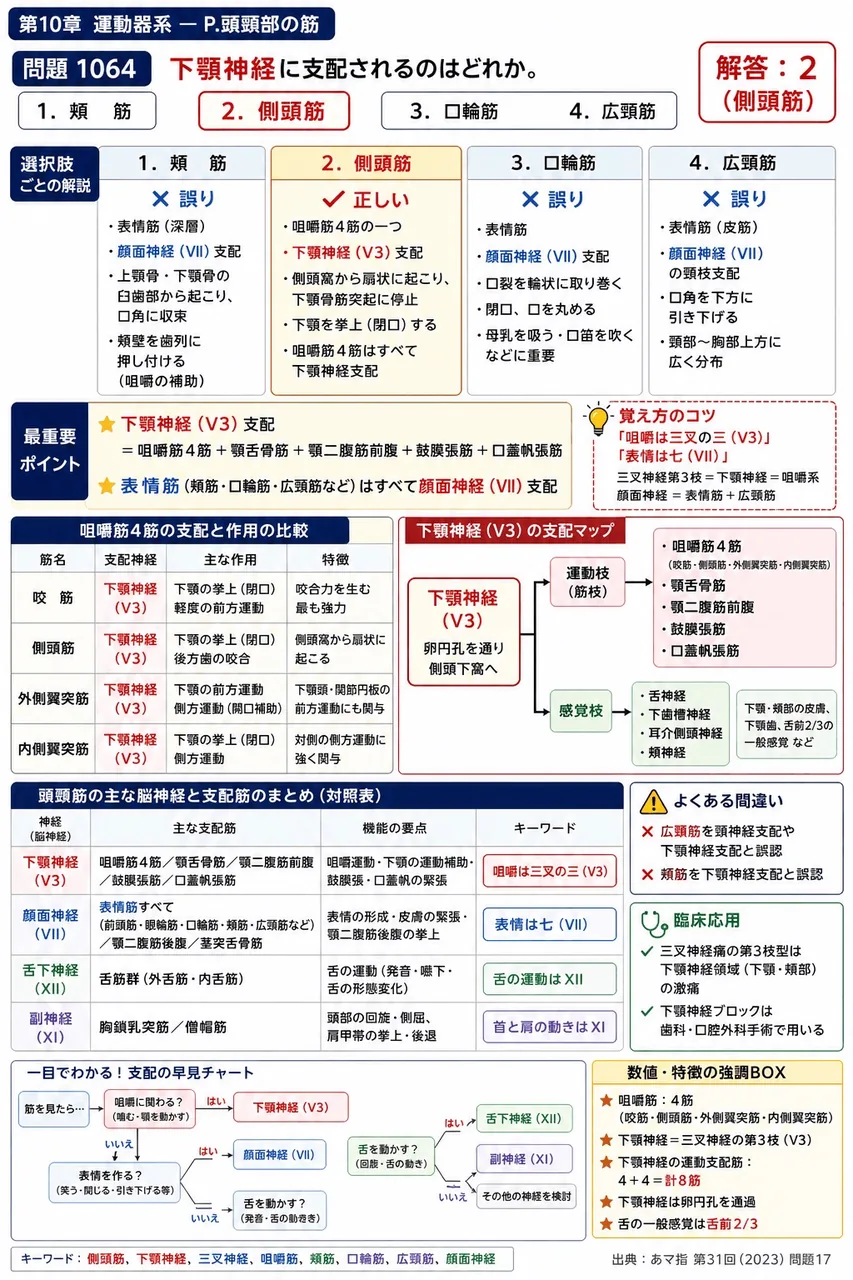 あマ指 第31回(2023) 問題17|下顎神経に支配されるのはどれか。 解説図
