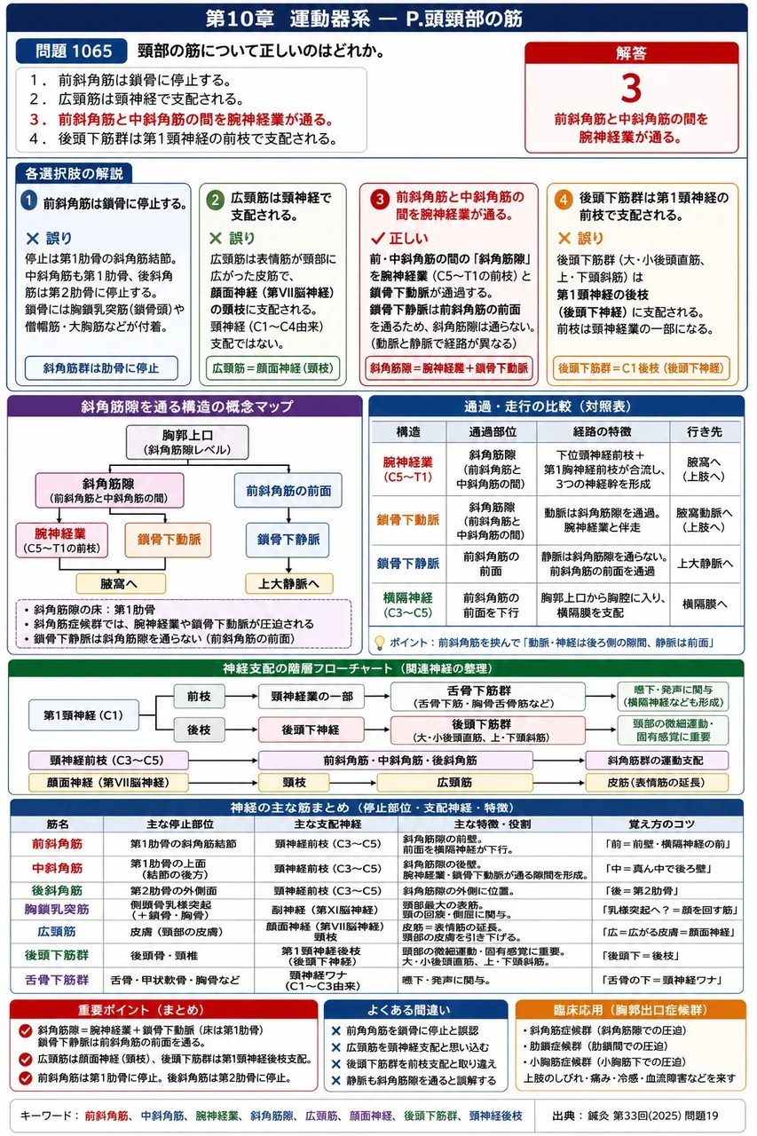 鍼灸 第33回(2025) 問題19｜頸部の筋について正しいのはどれか。 解説図