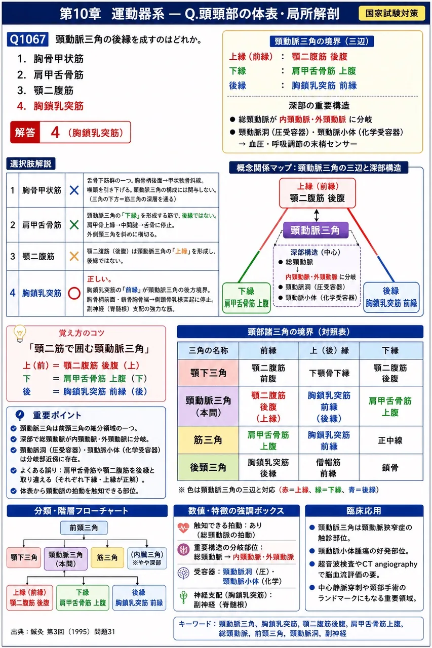 鍼灸 第3回(1995) 問題31｜頸動脈三角の後縁を成すのはどれか。 解説図