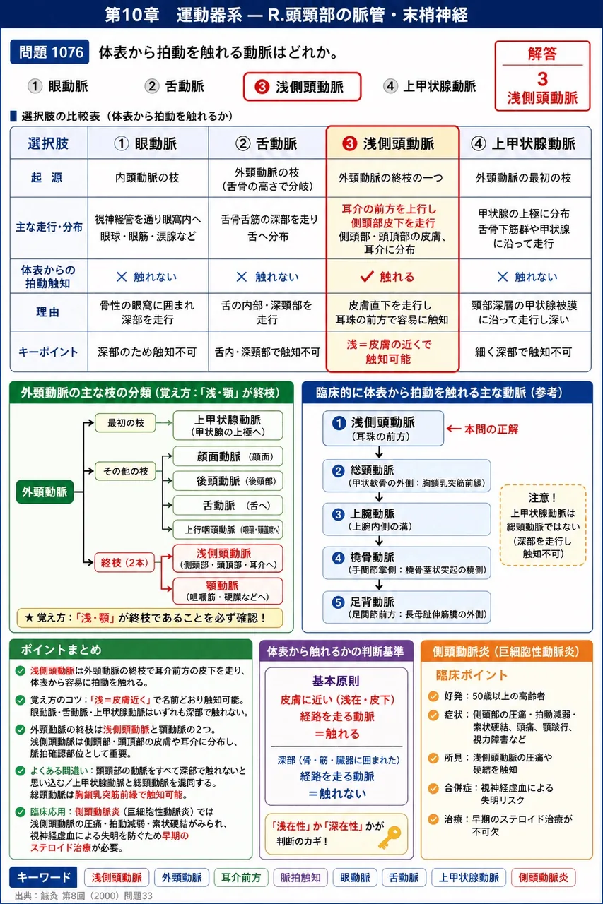 鍼灸 第8回(2000) 問題33｜体表から拍動を触れる動脈はどれか。 解説図