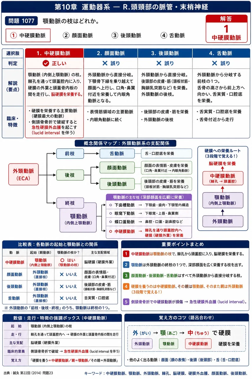 鍼灸 第22回(2014) 問題23｜顎動脈の枝はどれか。 解説図