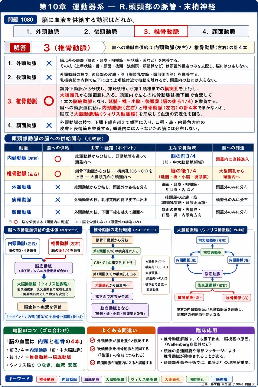 あマ指 第2回(1994) 問題30|脳に血液を供給する動脈はどれか。 解説図
