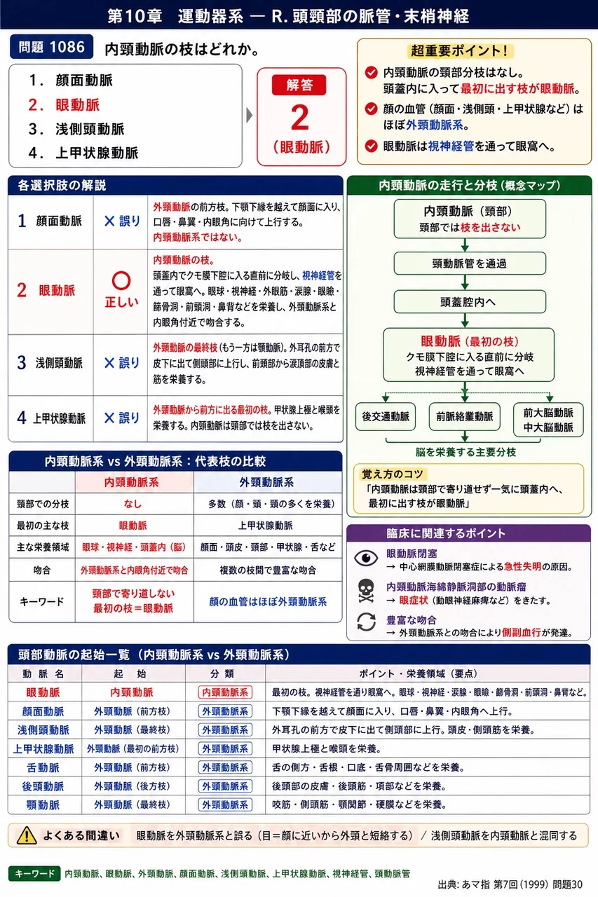 あマ指 第7回(1999) 問題30|内頸動脈の枝はどれか。 解説図