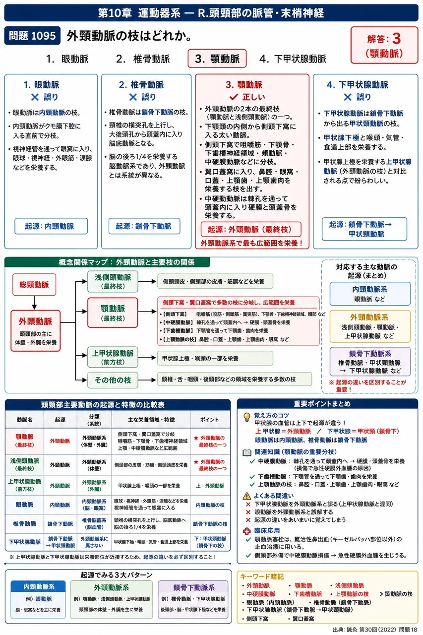 鍼灸 第30回(2022) 問題18｜外頸動脈の枝はどれか。 解説図